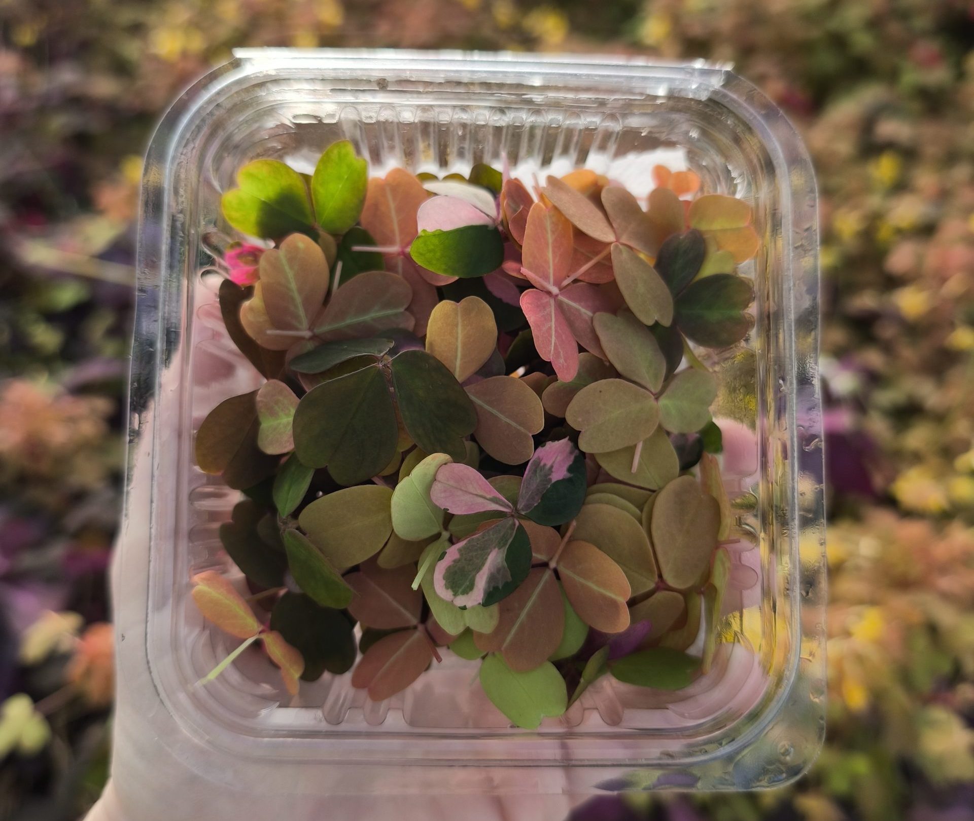 barquette mixte feuilles comestibles cueillies sur la ferme Mongez-moi