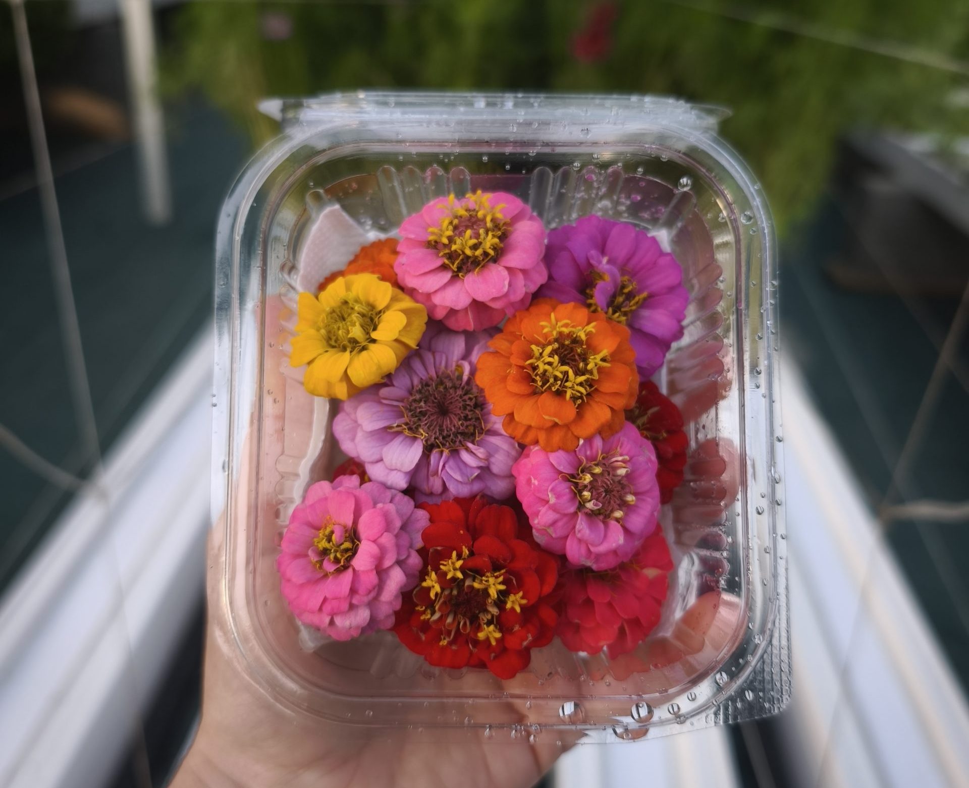 Fleurs d'oxalis comestibles pour restaurants