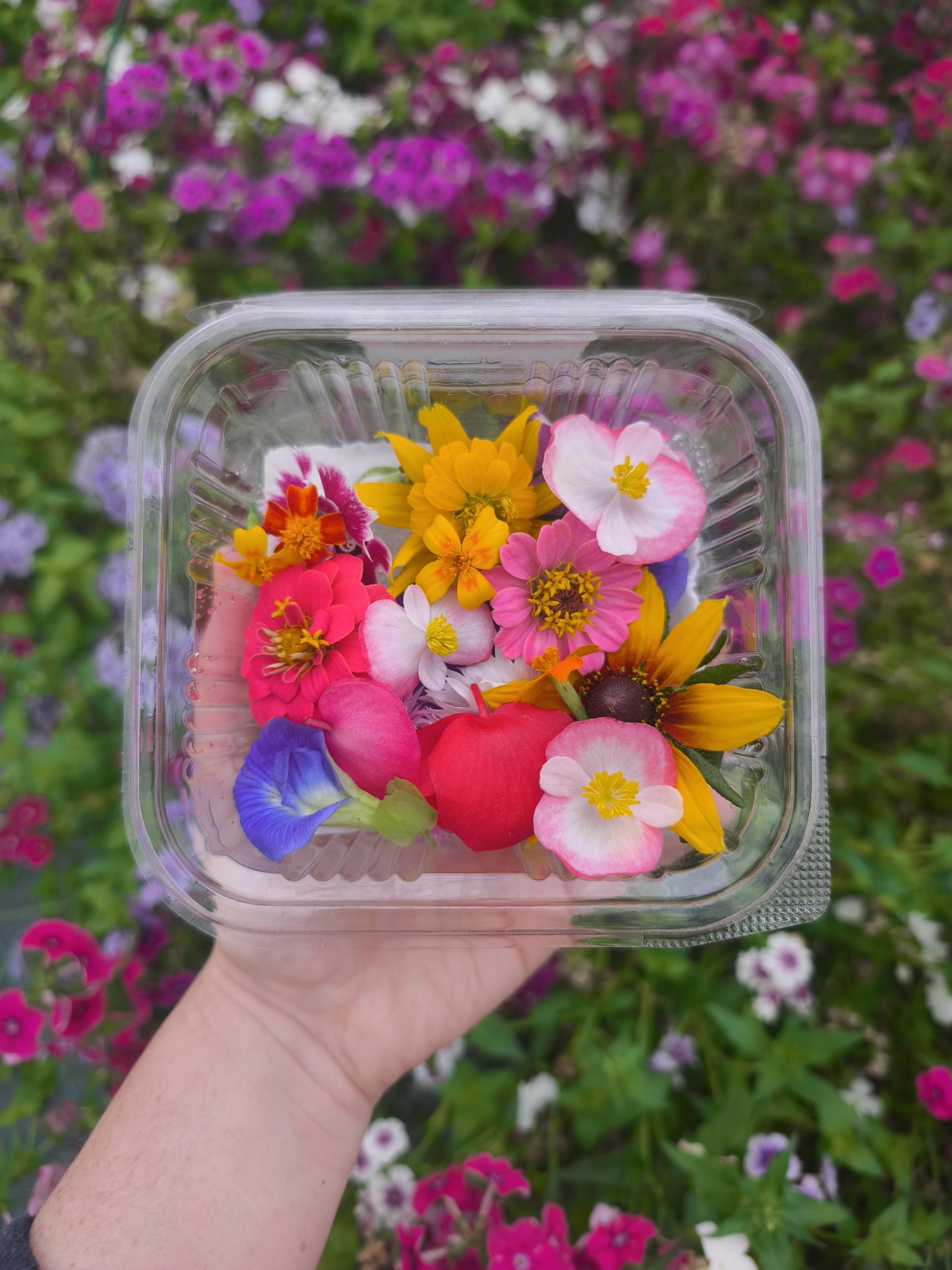 barquette mixte de fleurs comestibles cueillies sur la ferme Mongez-moi