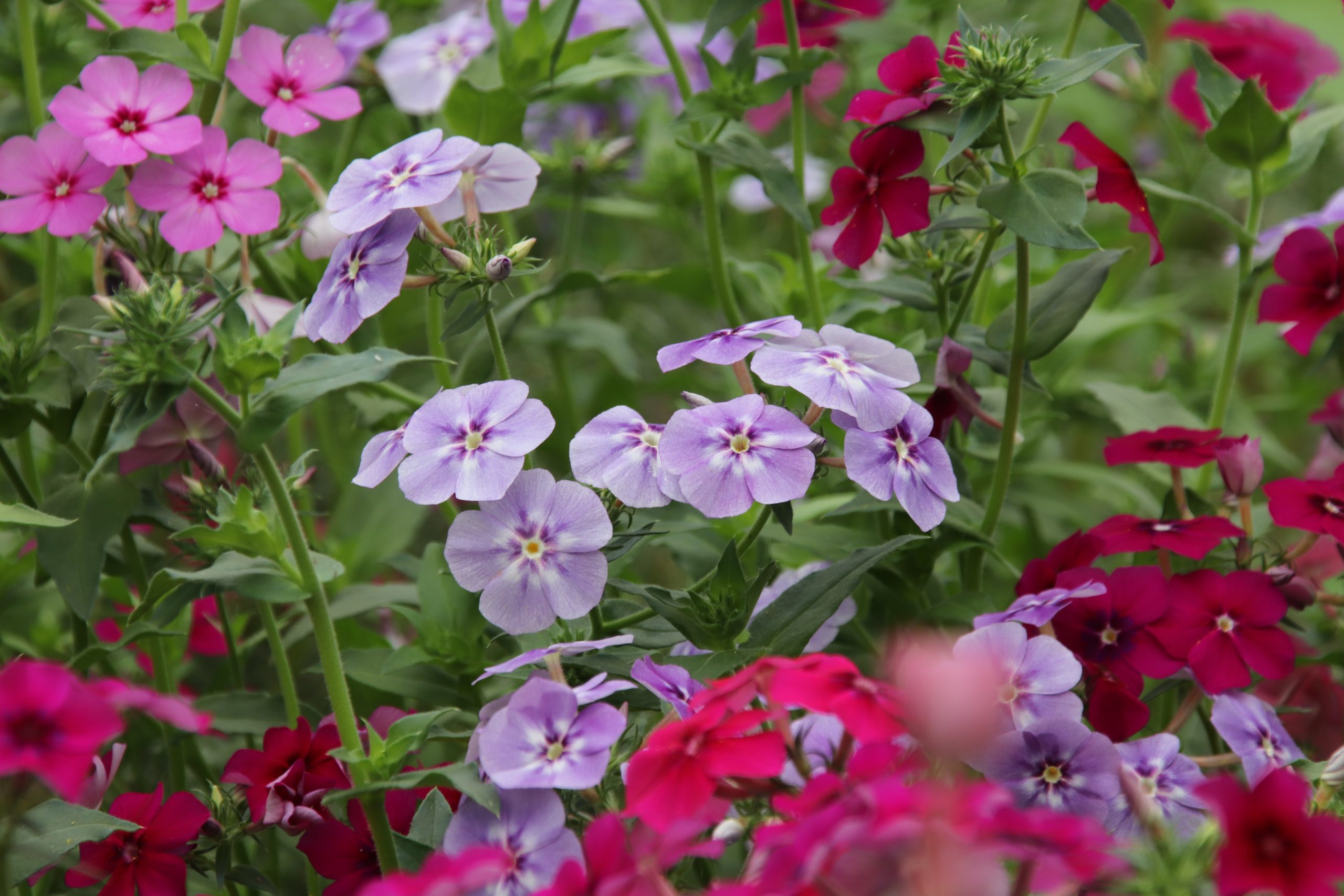 Fleurs comestibles phlox violettes et roses cultivées sans pesticides