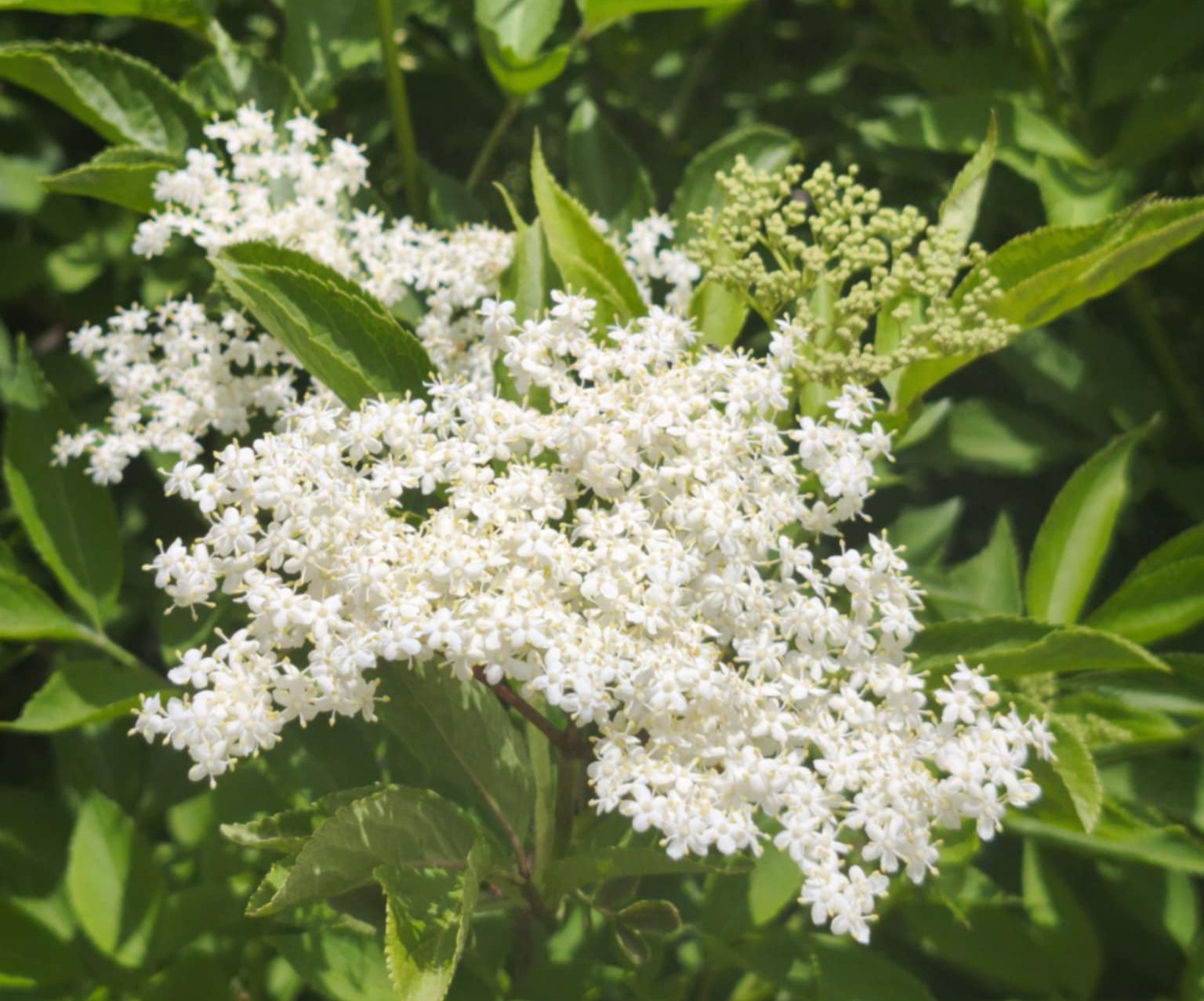 barquette mixte feuilles comestibles cueillies sur la ferme Mongez-moi