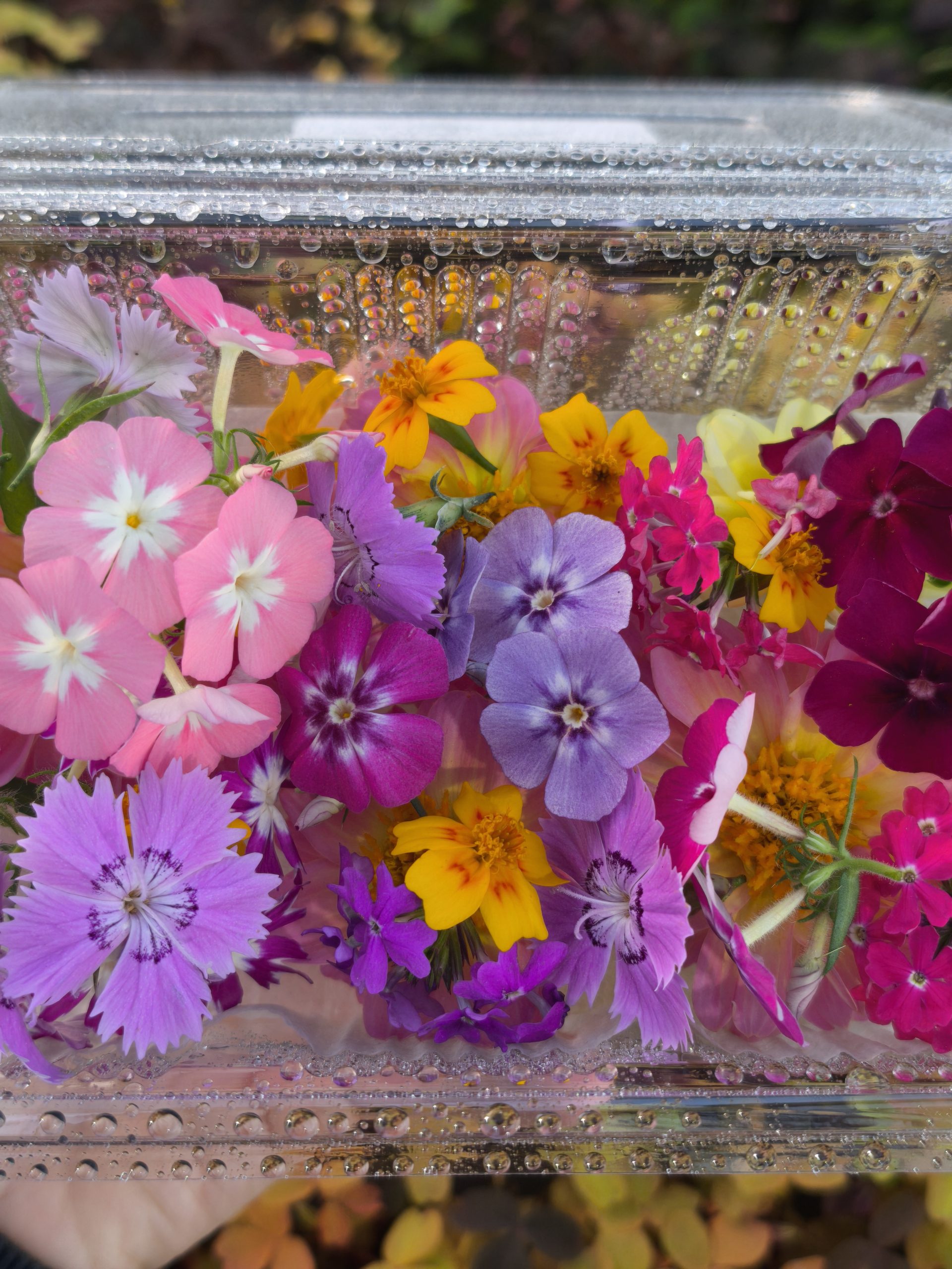 Fleurs comestibles livrées dans les restaurants toulousains par Mongez-moi