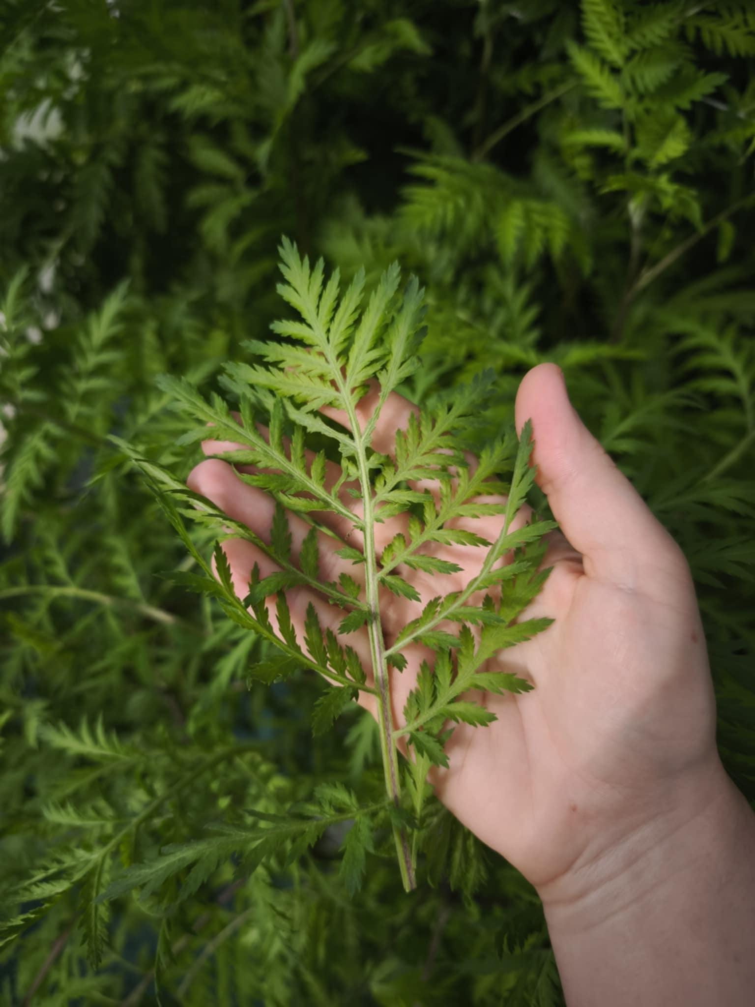 Feuilles comestibles cultivées en hydroponie sous serre dans le Gers, 32